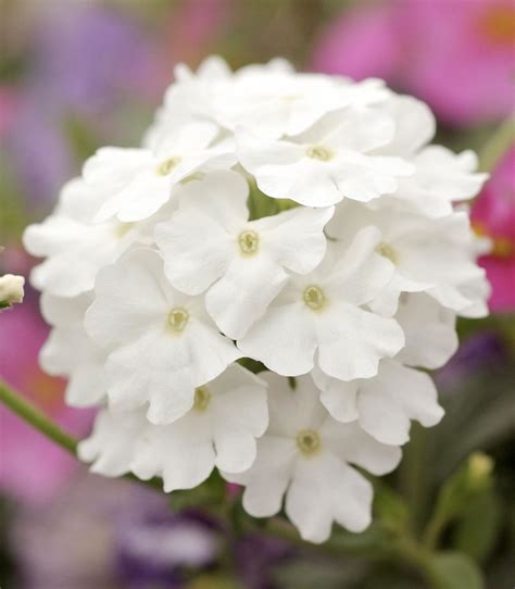 How to Grow and Care for Your Verbena Plant