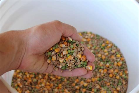 Homemade Chicken Feed Recipe • The Prairie Homestead
