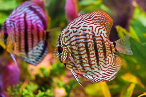 Image result for Discus Fish Water Conditions