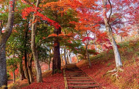 [Maple Viewing Limited] Izu Atami Plum Garden & Shuzenji Onsen Maple ...