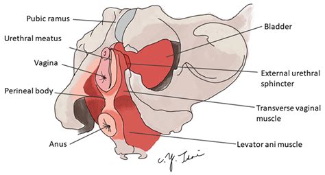 External Urethral Sphincter