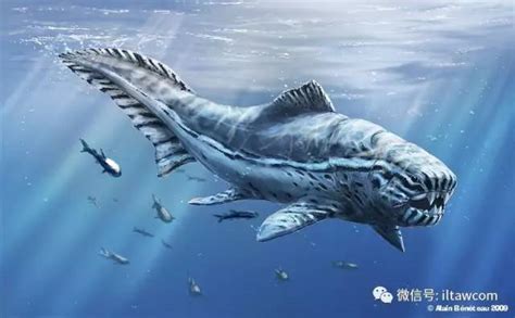 巨齿鲨2,100米的巨齿鲨,巨齿鲨吃霸王龙_文秘苑图库