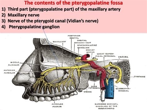 PPT - Infratemporal and Pterygopalatine Fossae Anatomy PowerPoint ...