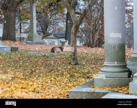 A whitetail doe deer laying in fallen leaves in fall in the Homewood ...