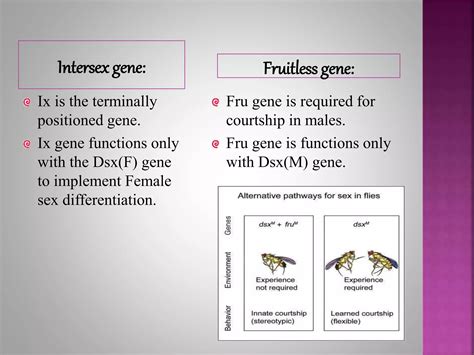 Genic balance theory of bridges gynandromorphs | PPTX