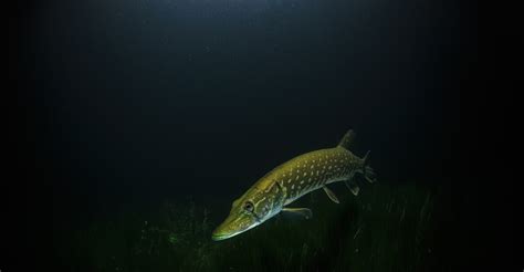 Raubfischangeln & Spinnfischen - Dein Ratgeber | Der Angler