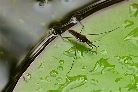Water Bugs That Swims In Ponds Cheap Sale | emergencydentistry.com