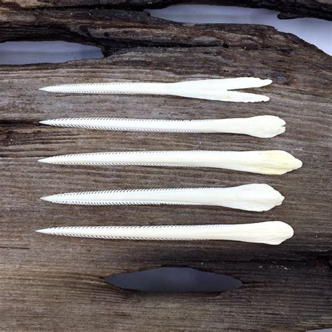 Specimen Stingray Barbs 3.5" to 3.75" Set of 5 - Etsy