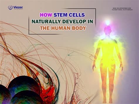 Placenta Stem Cells: Benefits, Therapy & Storage Guide