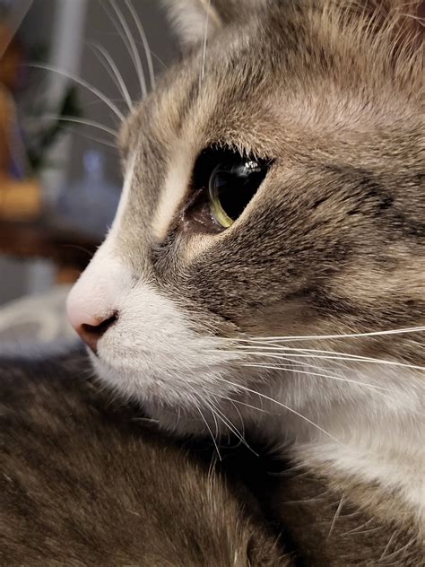 Some silly cat memes : r/cats