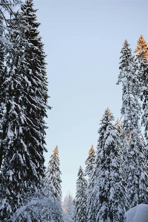 Google Christmas Wallpaper Profile For Christmas Sparks Live Wallpaper