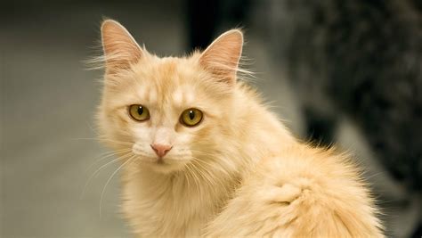 Cats at the Humane Society of Wickenburg