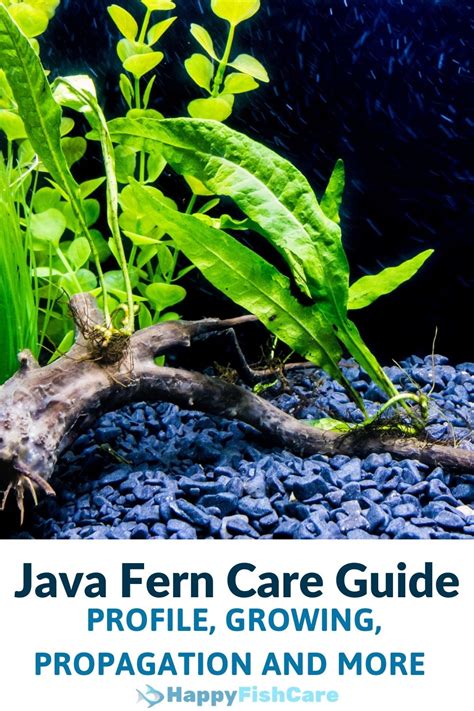 Image result for Growing Java Fern in a Bucket