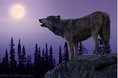 Real Wolf Howling Wallpaper by Wolf Howling At The Moon Wallpaper Wallpapersafari Real Wolf Howling Wallpaper