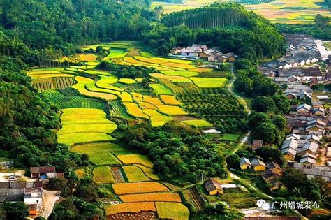 喜讯！首批广东省特色农产品优势区名单出炉，增城2个上榜！_农业