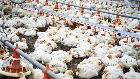 Golpes hasta la muerte: denuncian por maltrato a una granja de pollos ...