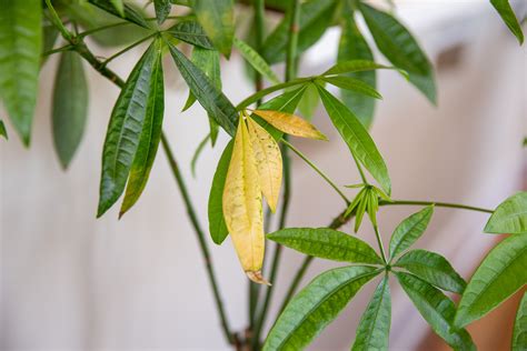 Why Are My Plants Turning Yellow Under The Grow Light at Charles Betz blog