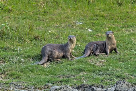 10 Things You Need To Know About Otters In India | Nature inFocus