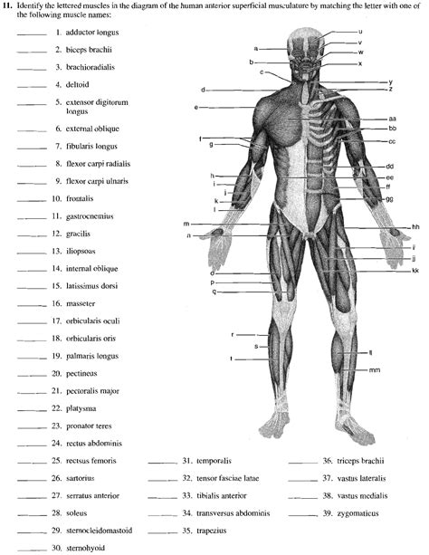 16. Muscular system diagrams - unlabelled - 11. Identify the lettered ...