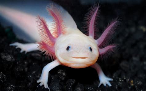 Facts About Axolotl