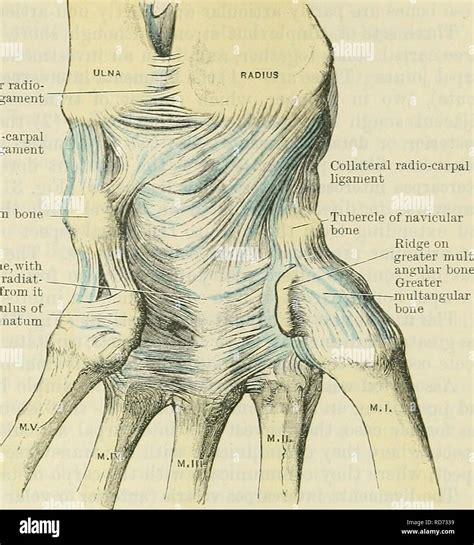 Radius Styloid Process