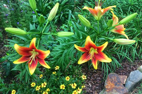 How To Care For Asiatic Lilies at Frank Ray blog