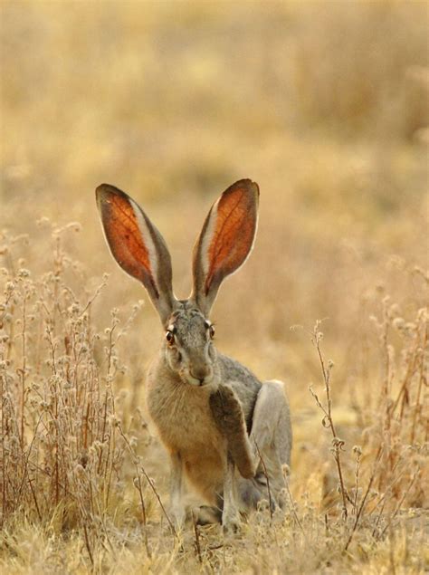Cottontails and Jackrabbits