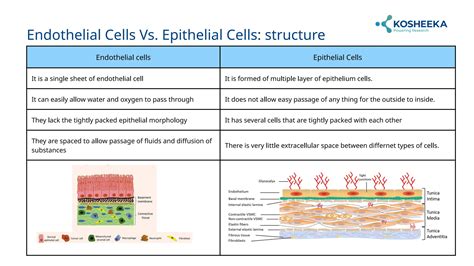 Endothelial vs. Epithelial Cells: A Comparative Insight into Cellular ...