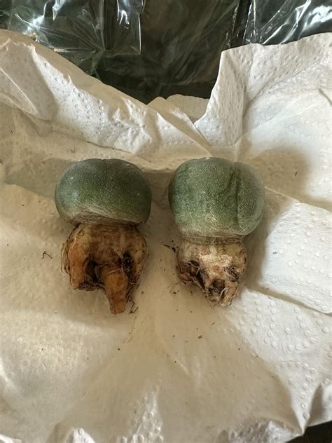My molars fall out !!! 😖 Now what do I do??? : r/Lophophora
