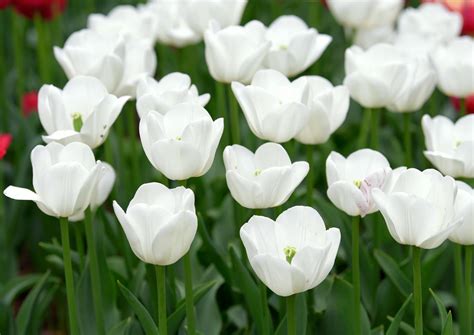 Top 999+ white flowers images – Amazing Collection white flowers images ...