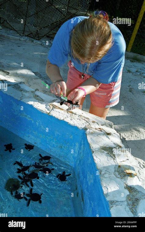 Image result for Catch Cook Clean Turtle