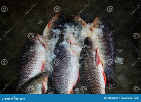 Labeo Rohita Freshly Harvested Rohu Carp Fish with Ice in Indian Fish ...