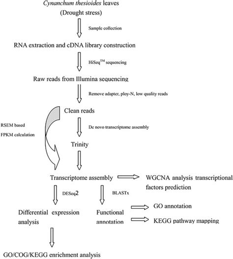 Image result for Transcriptome Assembly