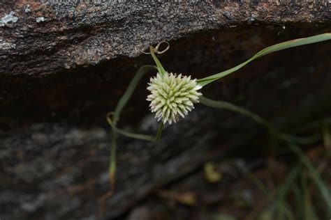 Herbarium JCB