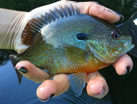 Can You Eat Sunfish