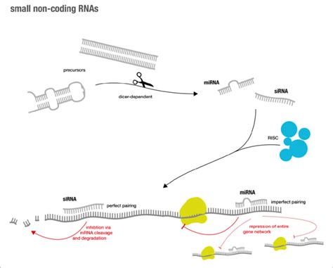 Small Activatingrna 的图像结果