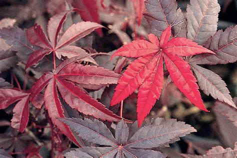 Japanese Maple Leaves