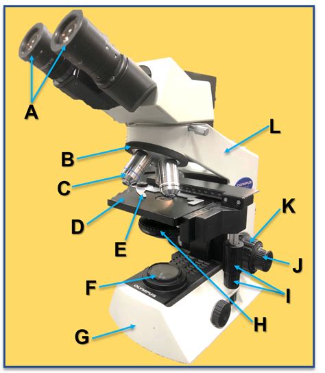 Compound Microscope Lab 的图像结果