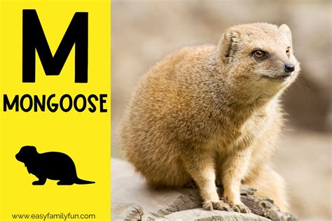 165 Magnificent Animals that Start with M