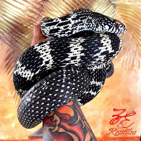 Our beautiful Axanthic King Rat : r/snakes