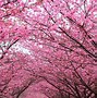 Image result for blossoming