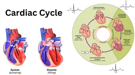 Two Phase Of Cardiac Cycle The Cardiac Cycle | Deranged Physiology