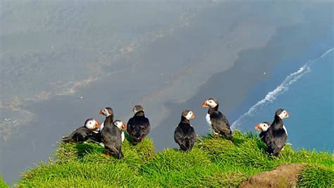 Puffin Facts for Kids - Twinkl Homework Help - Twinkl