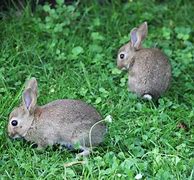 Image result for Wild Baby Rabbits Nest