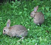 Image result for Wild Baby Bunnies 101