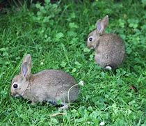 Image result for Baby Rabbits Milk