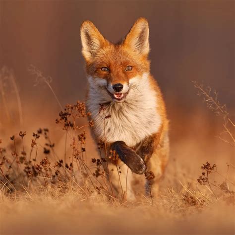Fox Spiritual Meaning - Insight state
