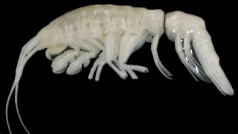 Deep-Sea Predator Built for Killing Discovered 8,000 Meters Underwater