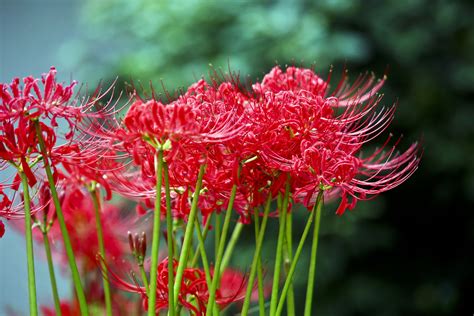 Flowers That Look Like Spider Lilies at Robyn Morgan blog
