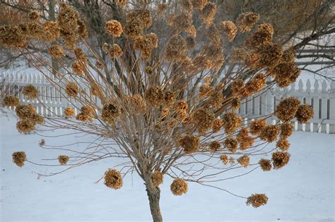 How To Prepare Limelight Hydrangea Tree For Winter at Lily Selwyn blog